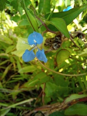 Commelina diffusa