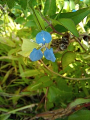 Commelina diffusa