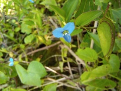 Commelina diffusa