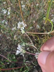 Scabiosa praemontana