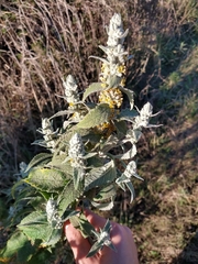 Buddleja stachyoides