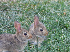 Sylvilagus floridanus