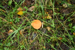 Leccinum albostipitatum