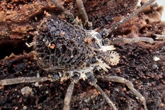 Ortholasma rugosum