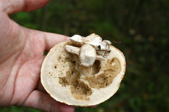 Leccinum albostipitatum