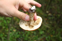 Leccinum albostipitatum