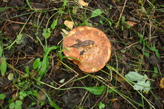 Leccinum albostipitatum