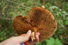 Leccinum albostipitatum