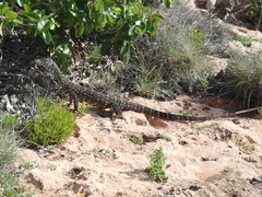 Varanus giganteus