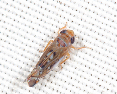 Scaphoideus minor