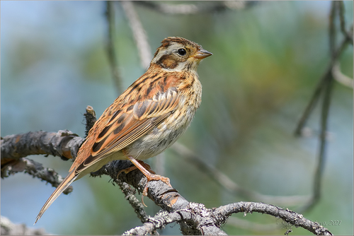 Rustic Bunting