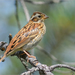 Rustic Bunting - Photo (c) Анна Голубева, some rights reserved (CC BY-NC-ND), uploaded by Анна Голубева