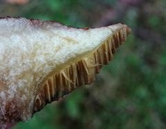 Xerocomellus fennicus