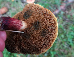 Xerocomellus fennicus