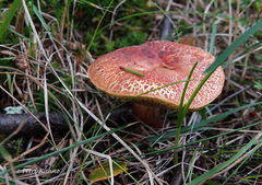 Xerocomellus fennicus