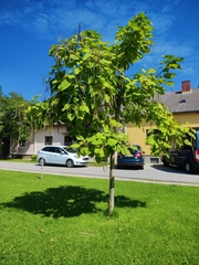Catalpa bignonioides