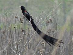 Euplectes progne progne