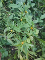 Bidens frondosa