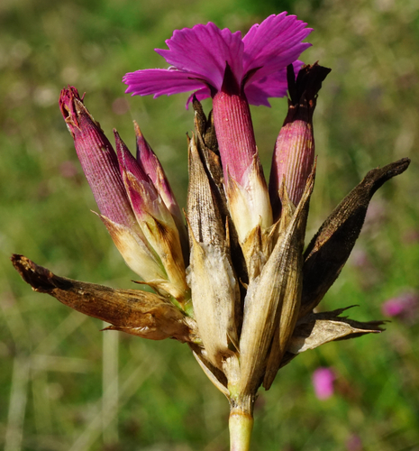 Image of Dianthus giganteus by (c) Patrick Hacker, some rights reserved (CC BY)