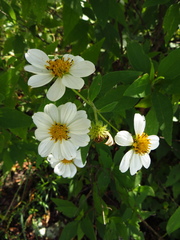 Montanoa leucantha