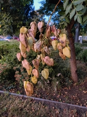 Koelreuteria paniculata