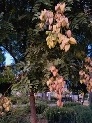 Koelreuteria paniculata