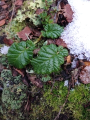Rubus geoides