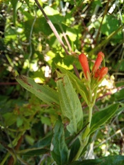 Bouvardia ternifolia
