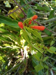 Bouvardia ternifolia