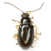 Parrot's Feather Leaf Beetles - Photo (c) Mike Quinn, Austin, TX, some rights reserved (CC BY-NC), uploaded by Mike Quinn, Austin, TX