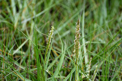Sporobolus anglicus