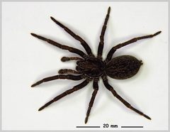 Uliodon albopunctatus