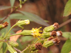 Roldana angulifolia