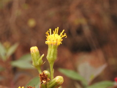 Roldana angulifolia