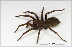 Uliodon albopunctatus