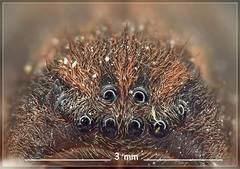 Uliodon albopunctatus