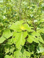 Tithonia tubaeformis