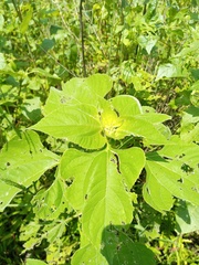 Tithonia tubaeformis