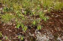 Amelanchier stolonifera