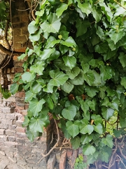 Hedera crebrescens, photograph Ульяна Лалак, CC BY, iNaturalist via GBIF
