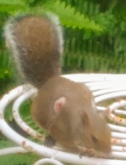 Cuterebra emasculator