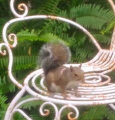 Cuterebra emasculator