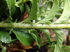 Asplenium decurrens