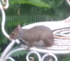 Cuterebra emasculator