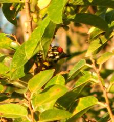 Pogoniulus pusillus pusillus