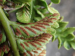 Asplenium decurrens