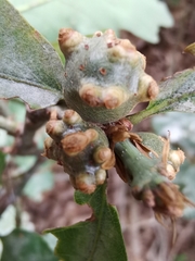 Andricus infectorius