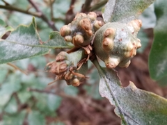 Andricus infectorius