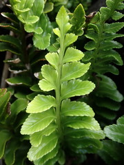 Asplenium decurrens