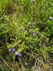 Scutellaria drummondii